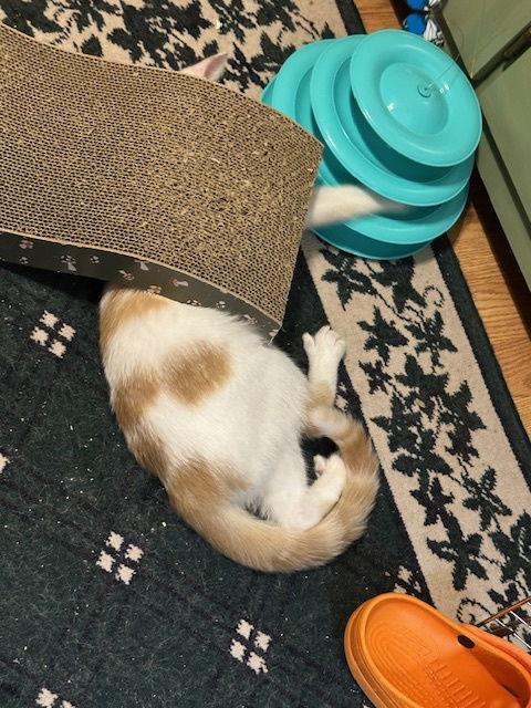 Enlarge Lily, a Adoptable Domestic Short Hair in Kohler, WI image 3/3