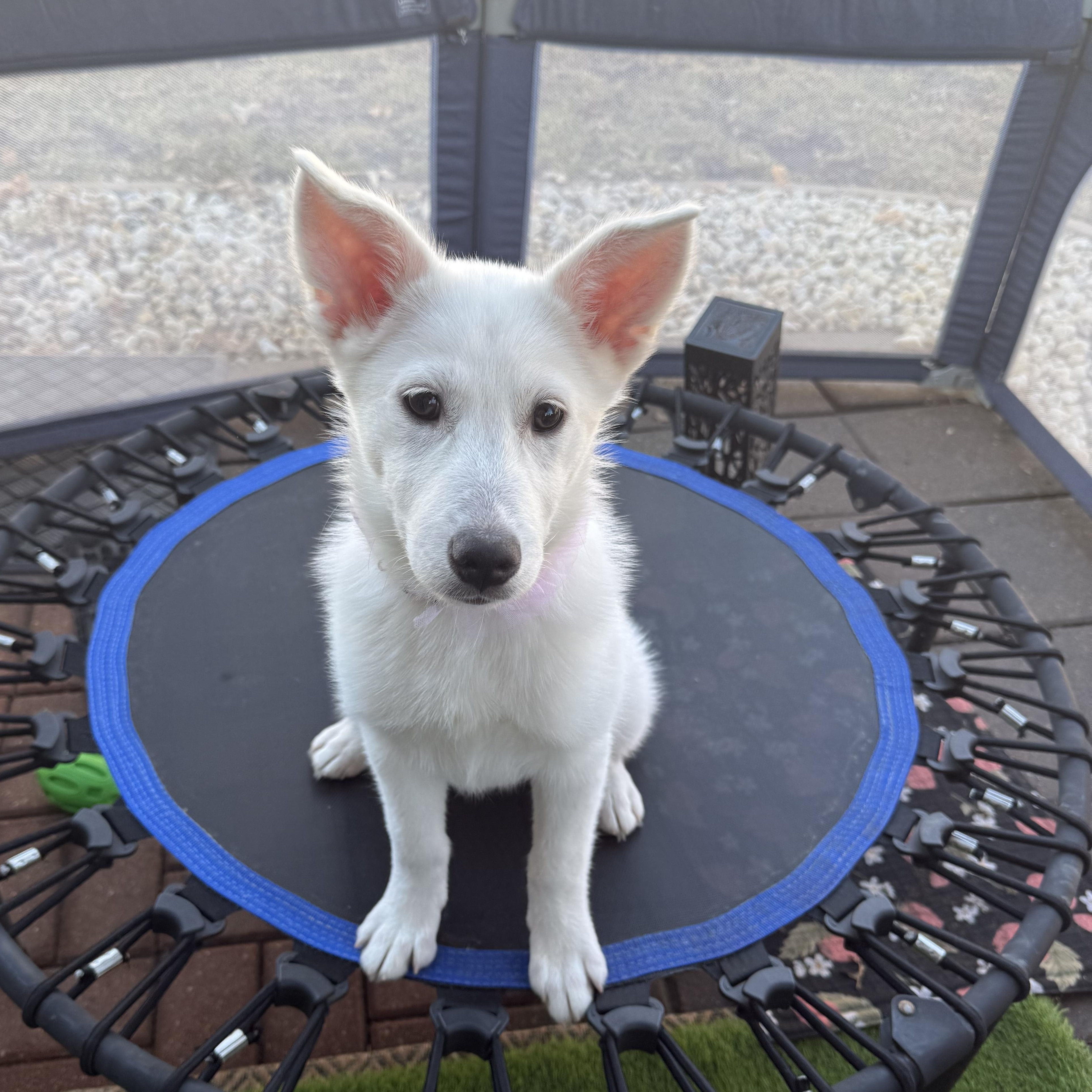 Enlarge Aspen, an adopted mixed breed in Park Forest, IL image 3/6
