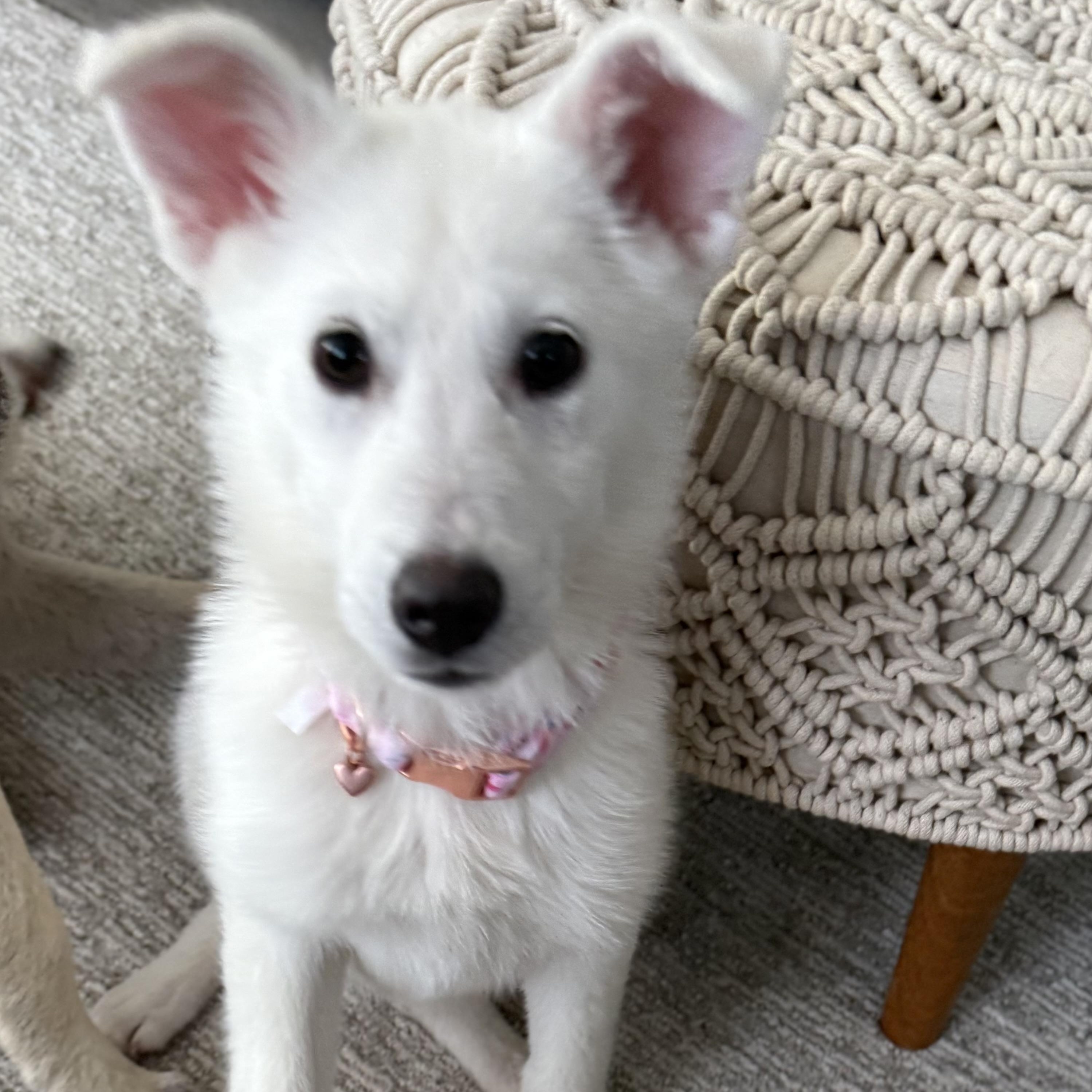 Enlarge Aspen, an adopted mixed breed in Park Forest, IL image 5/6