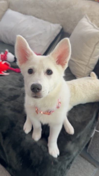 Enlarge Aspen, an adopted mixed breed in Park Forest, IL video 4/6