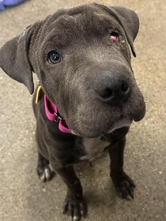 Perty, an adopted mixed breed in Cleveland, OH image 2/2