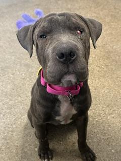 Perty, adopted, Puppy Female Shar-Pei.