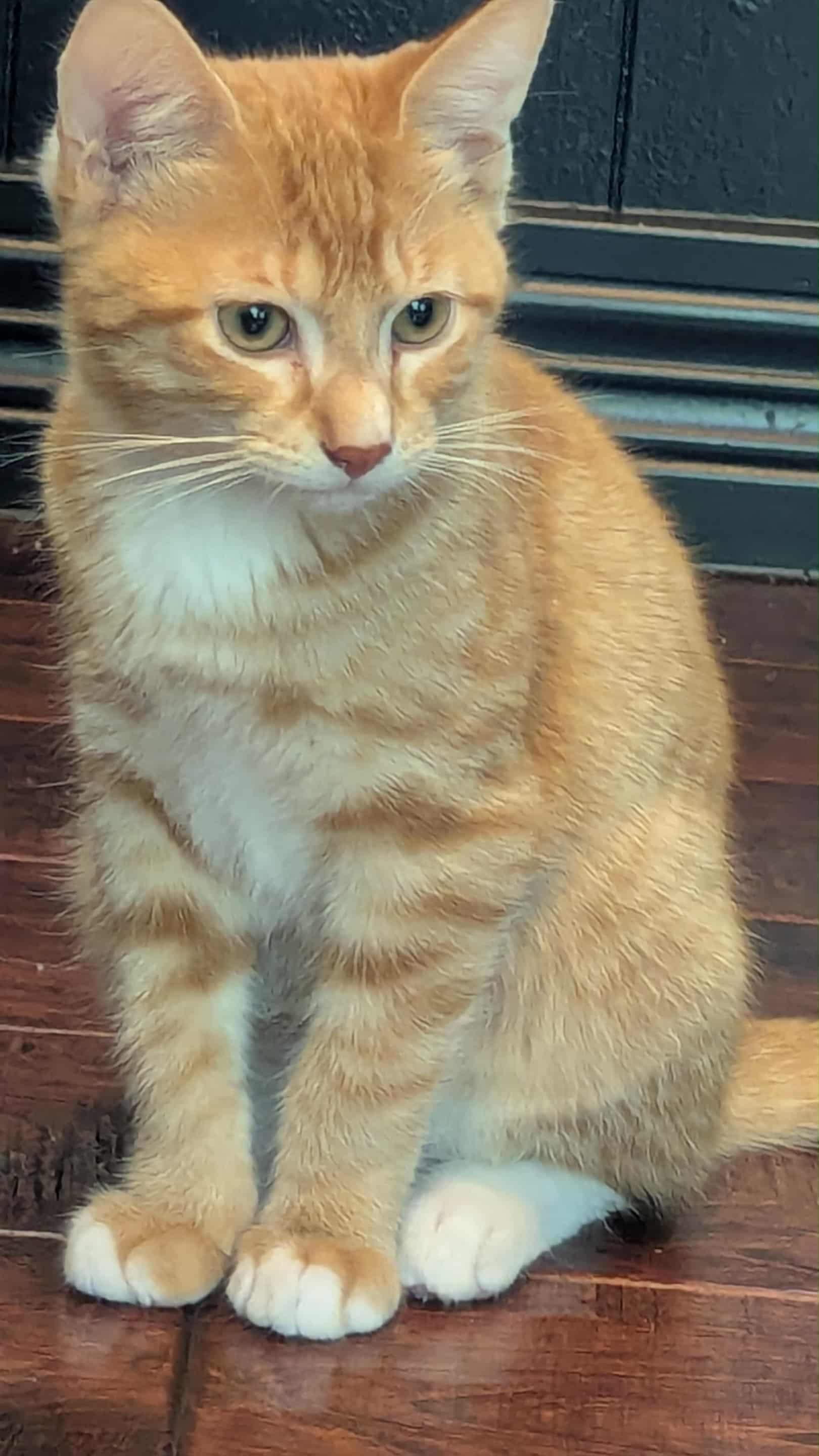 Enlarge Patakin WA14011-T, a Adoptable Domestic Short Hair in Bellevue, WA image 3/6