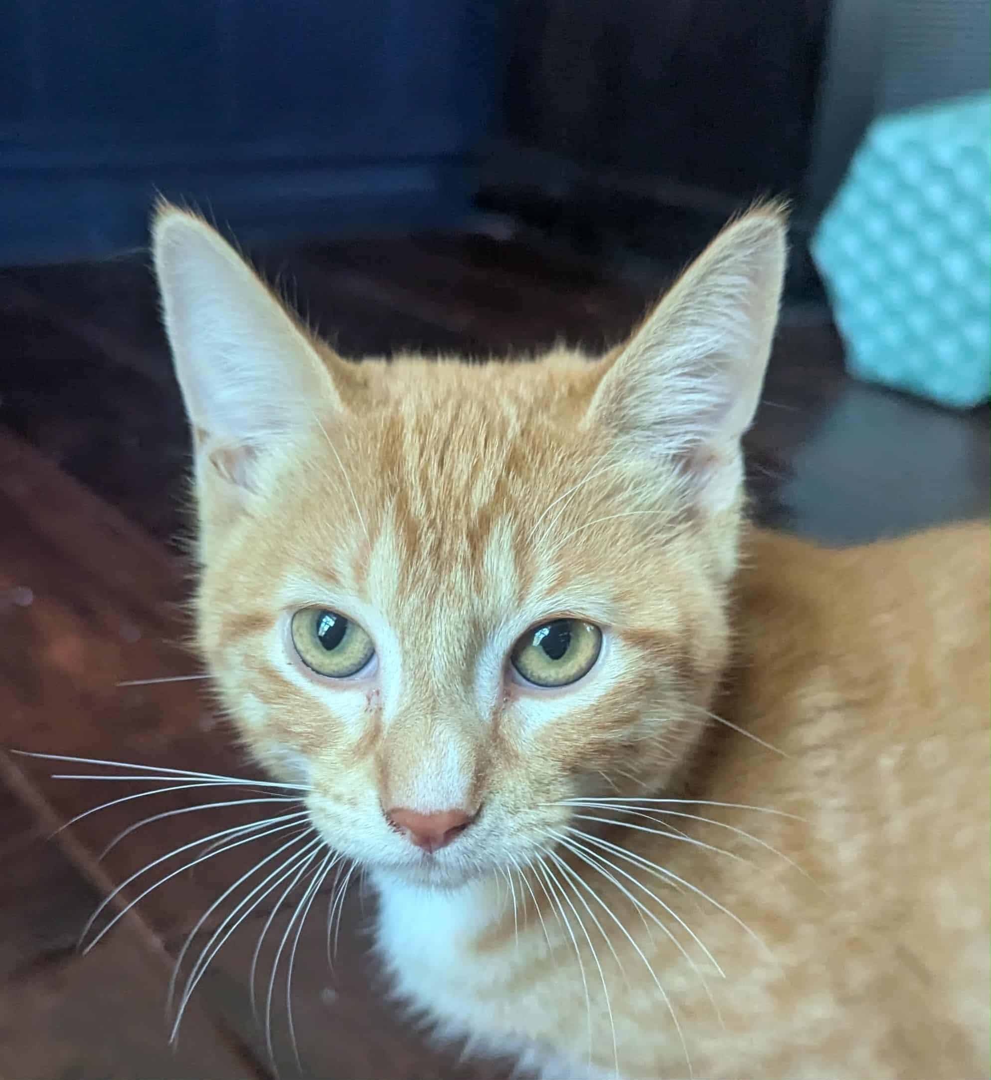 Patakin WA14011-T, Adoptable, Kitten Male Domestic Short Hair.