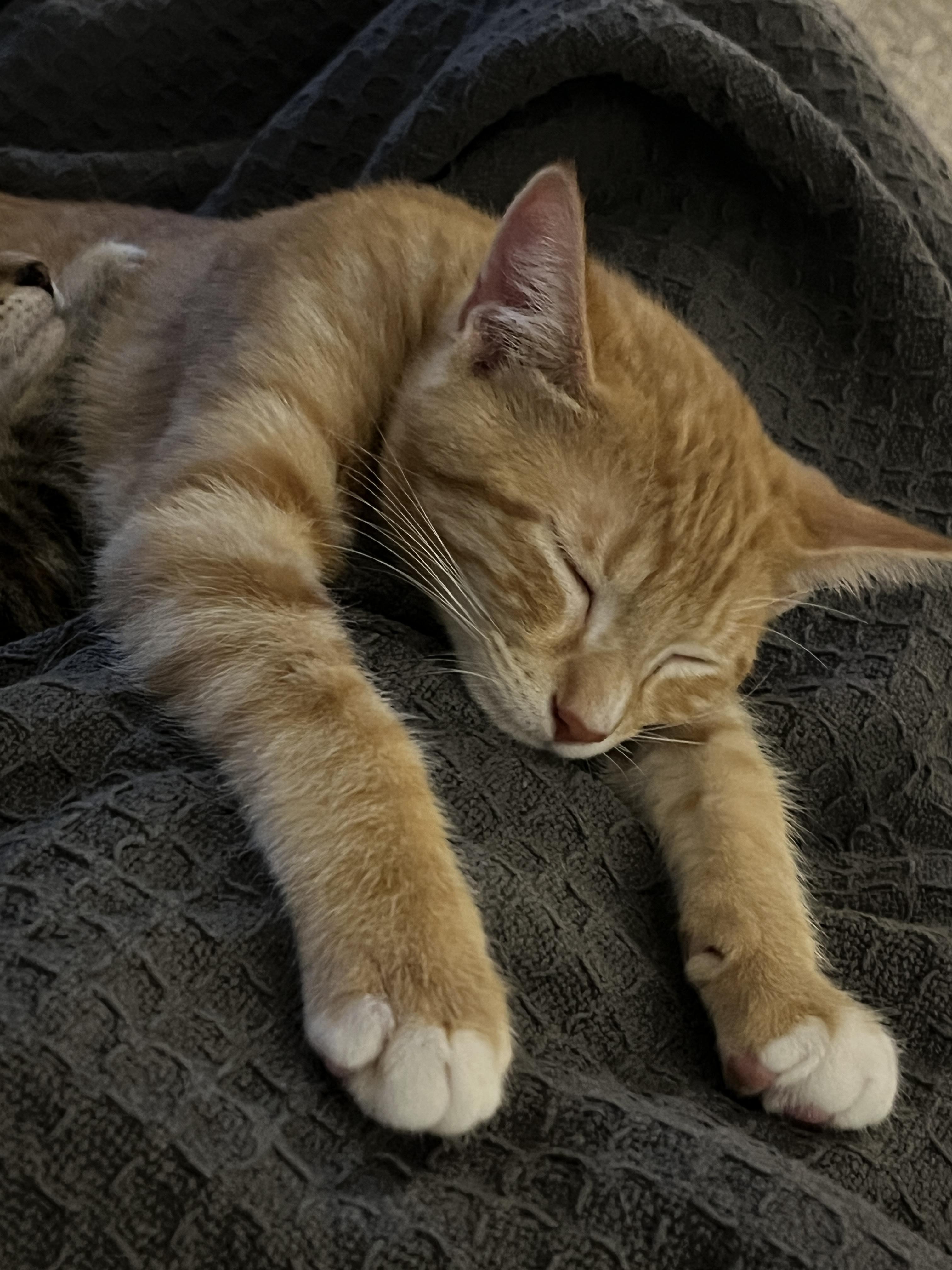 Enlarge Patakin WA14011-T, a Adoptable Domestic Short Hair in Bellevue, WA image 5/6