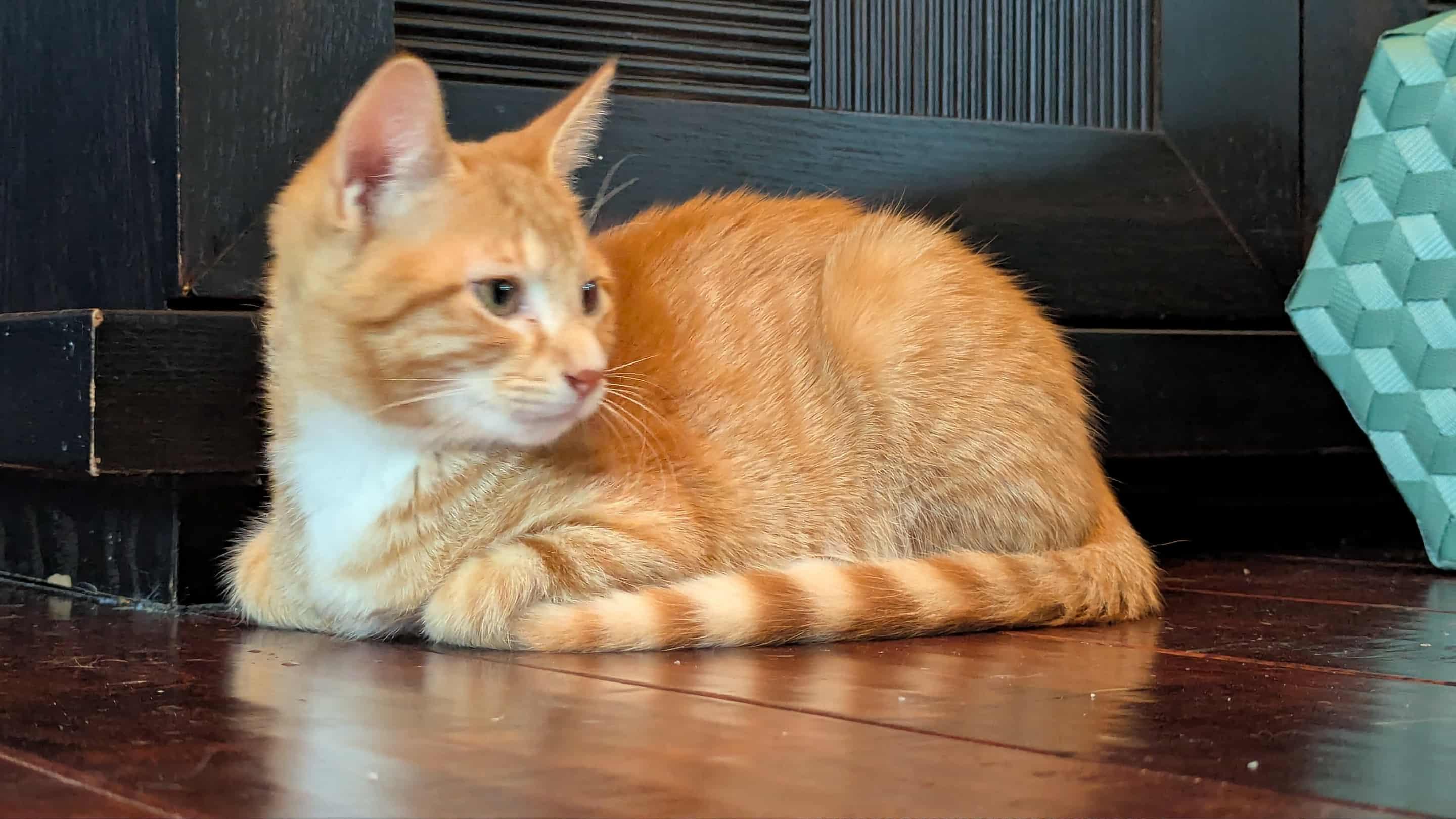 Enlarge Patakin WA14011-T, a Adoptable Domestic Short Hair in Bellevue, WA image 4/6