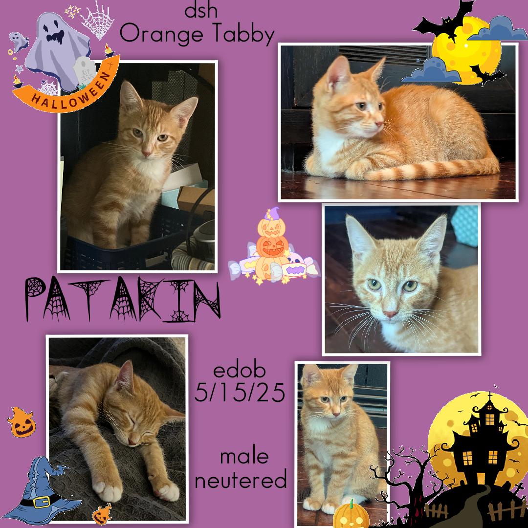 Enlarge Patakin WA14011-T, a Adoptable Domestic Short Hair in Bellevue, WA image 2/6