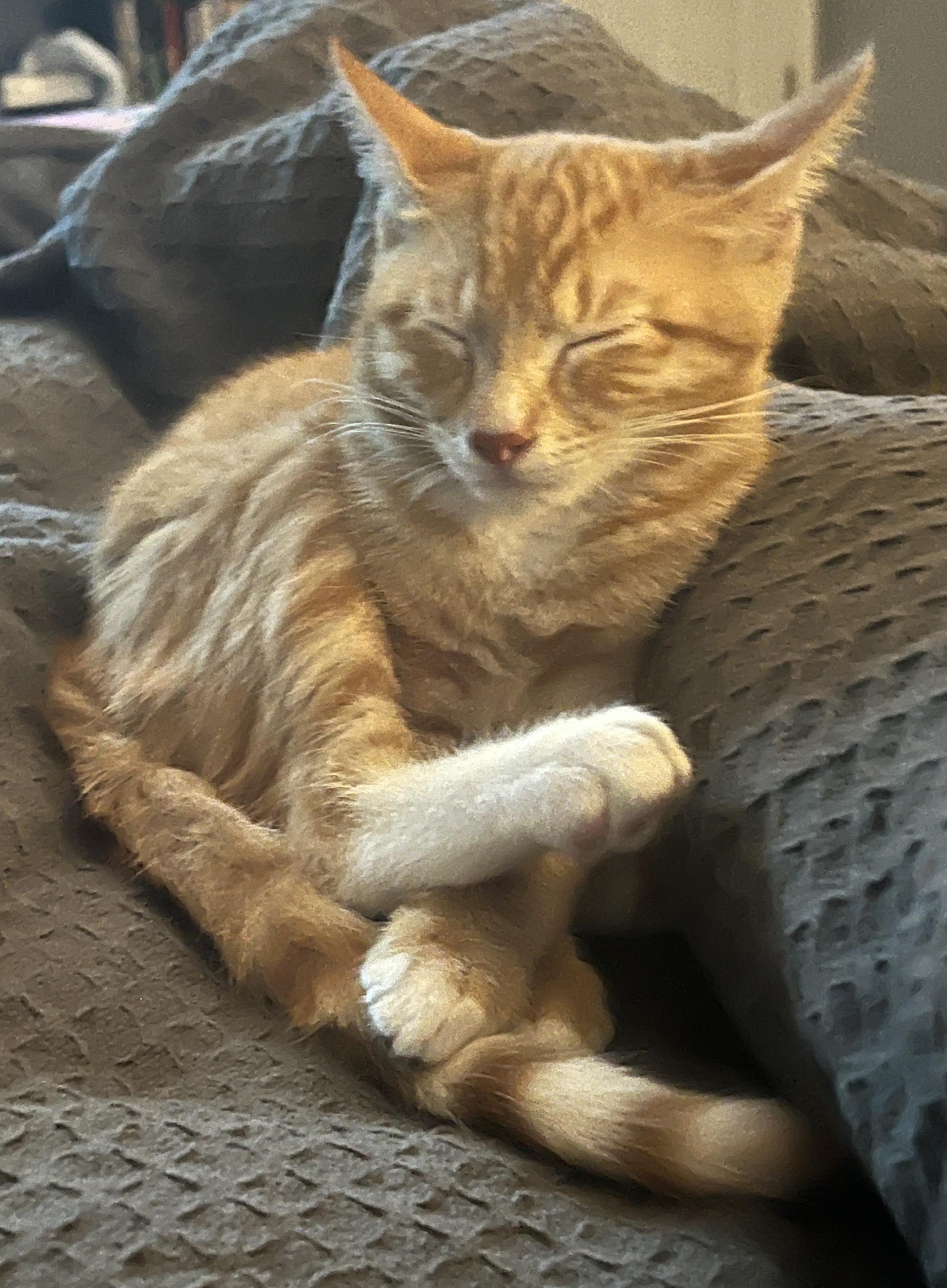 Enlarge Patakin WA14011-T, a Adoptable Domestic Short Hair in Bellevue, WA image 6/6