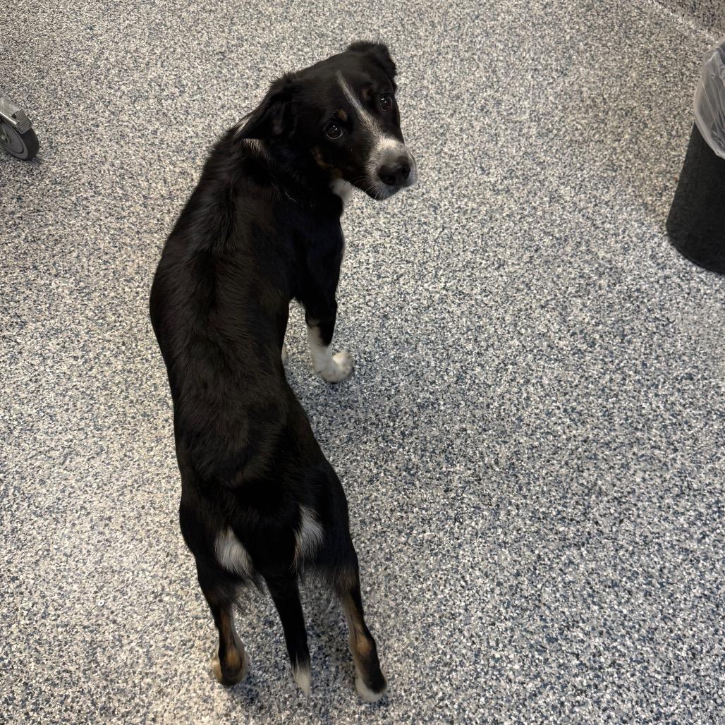Wiley, Adoptable, Young Male Collie & Australian Cattle Dog / Blue Heeler.