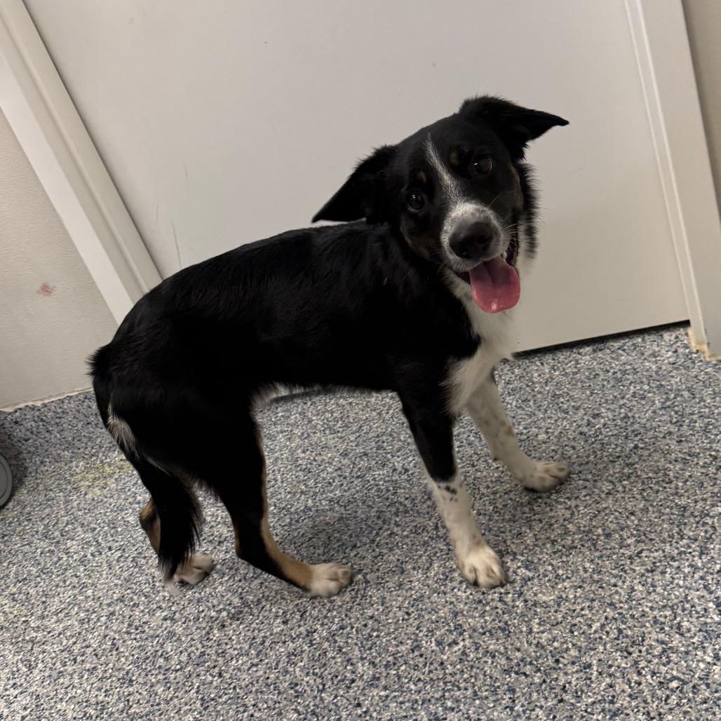 Enlarge Wiley, a Adoptable mixed breed in Great Falls, MT image 2/5