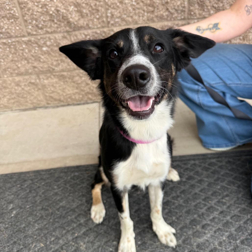 Enlarge Wiley, a Adoptable mixed breed in Great Falls, MT image 3/5