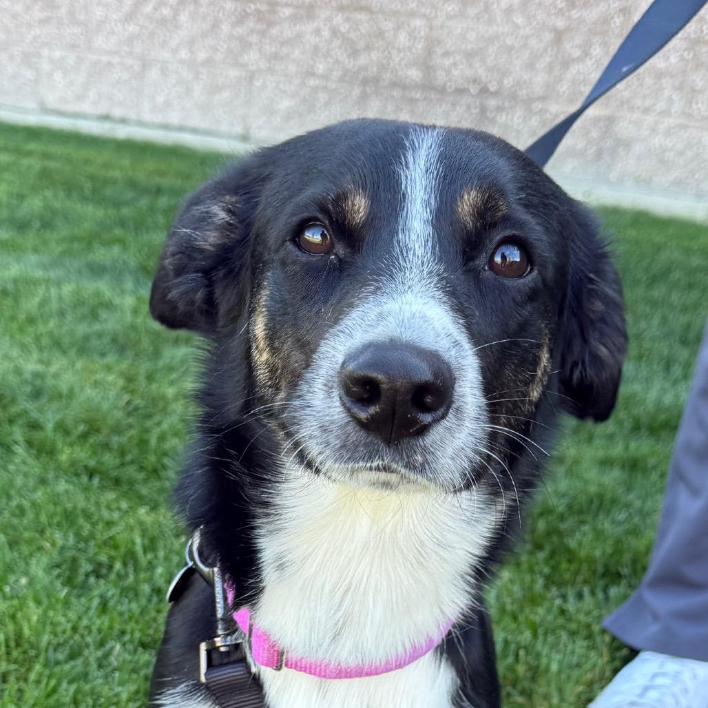 Enlarge Wiley, a Adoptable mixed breed in Great Falls, MT image 4/5