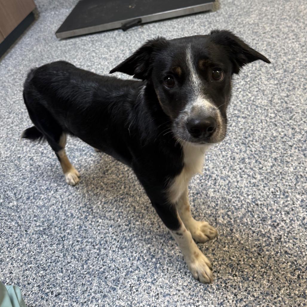 Enlarge Wiley, a Adoptable mixed breed in Great Falls, MT image 5/5