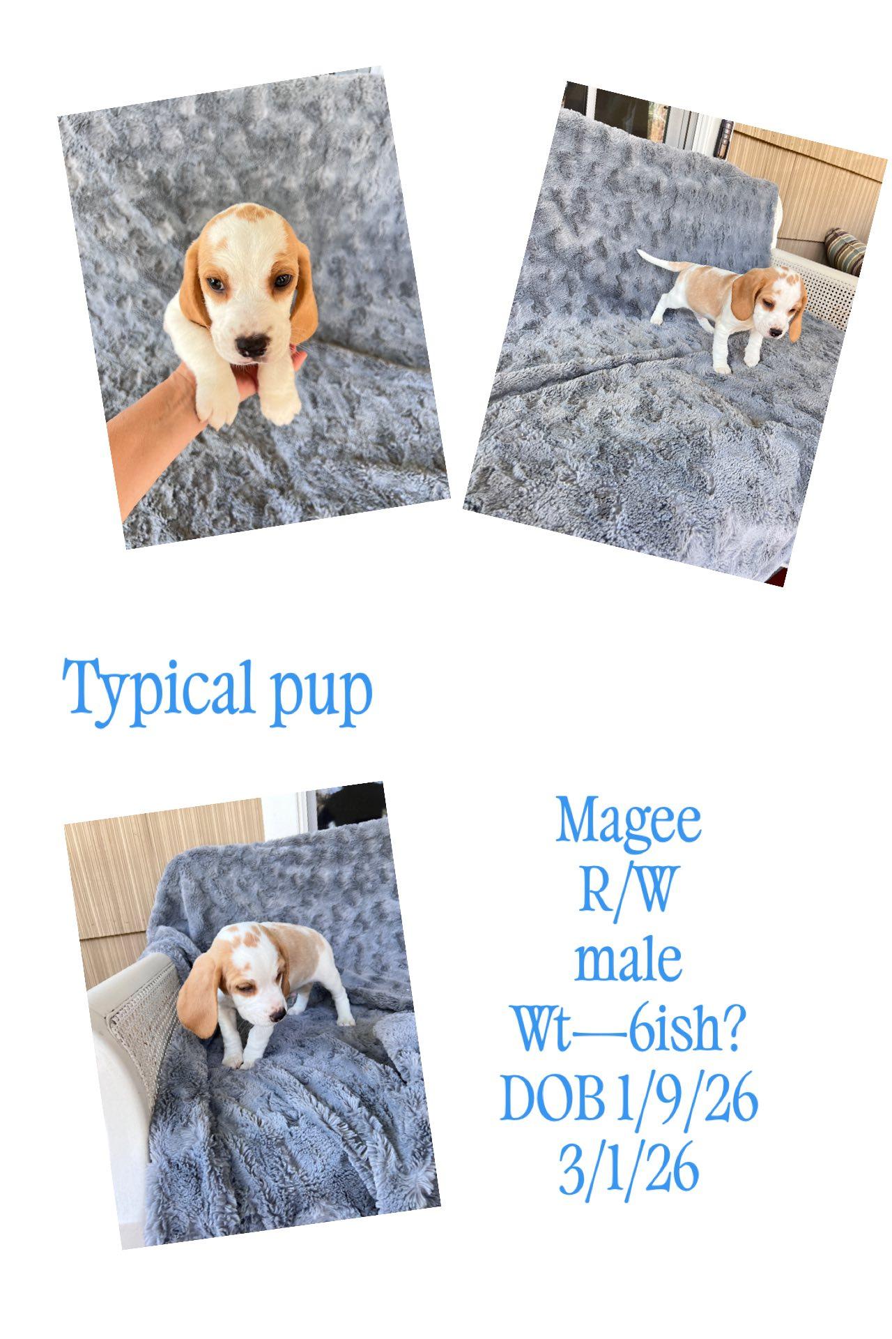 Enlarge Magee, an adopted Beagle in Knoxville, TN image 1/1