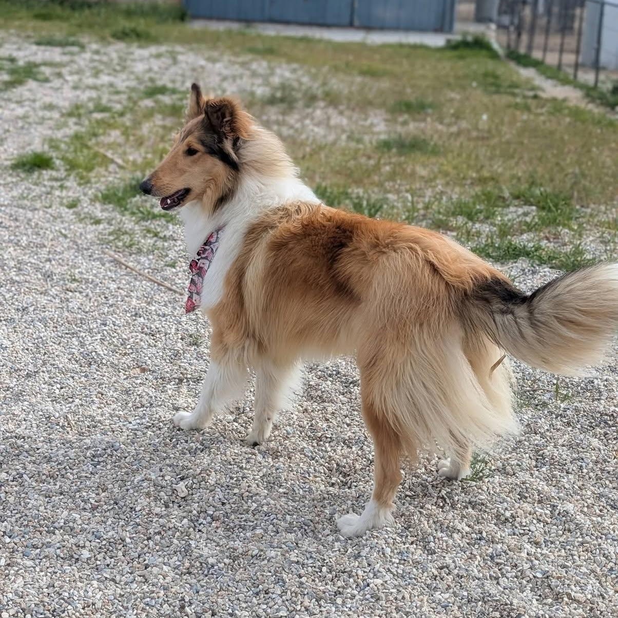 Enlarge Laddie, a ADOPTABLE Collie in Riverside, CA image 2/3