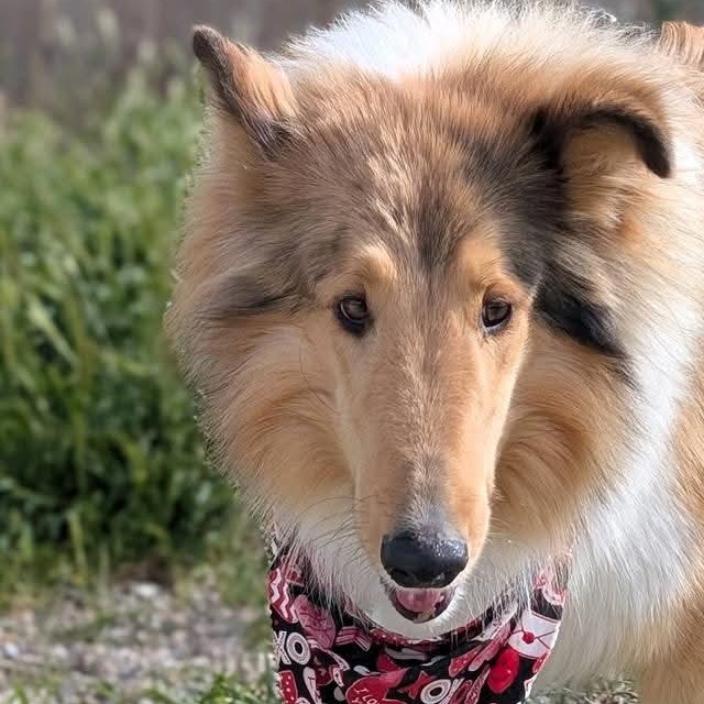 Enlarge Laddie, a ADOPTABLE Collie in Riverside, CA image 3/3
