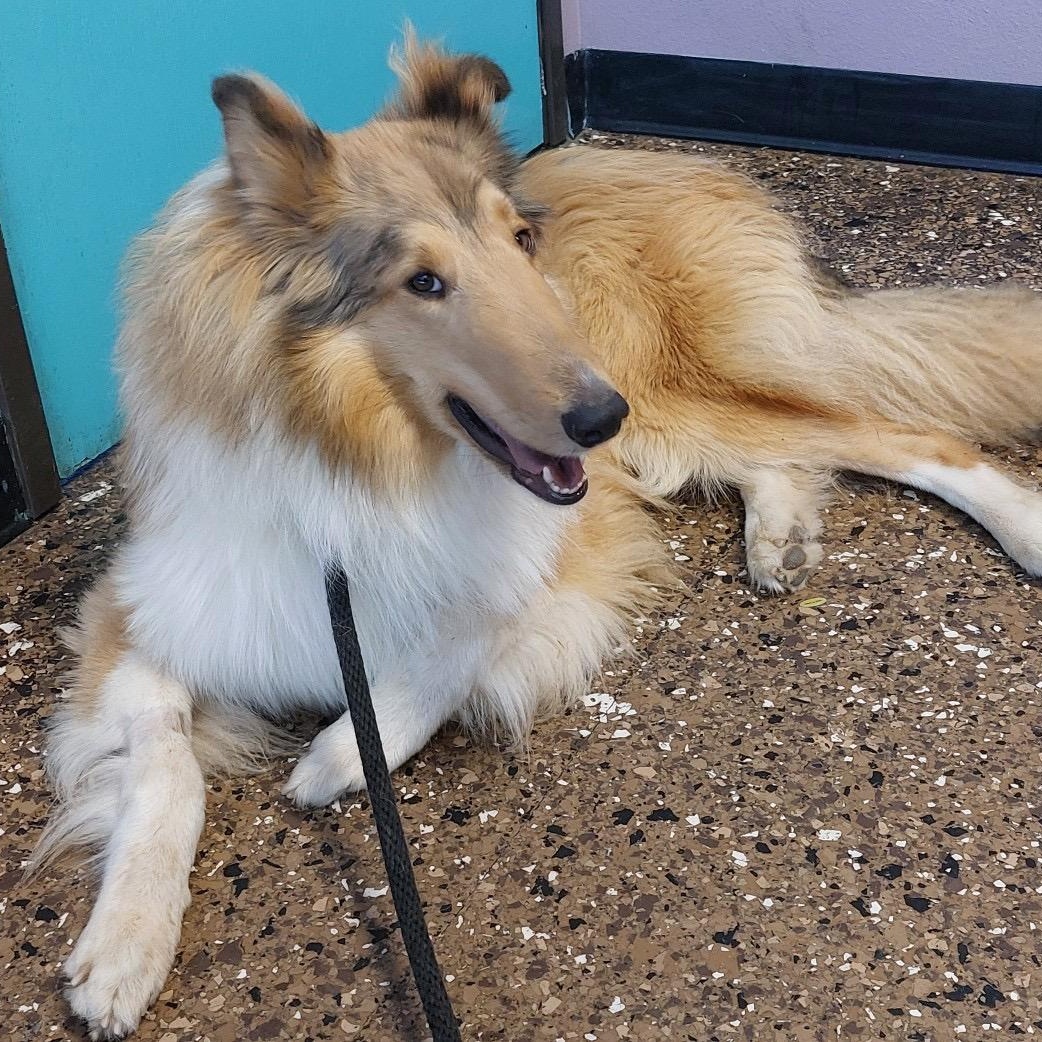 Laddie, ADOPTABLE, Young Male Collie.