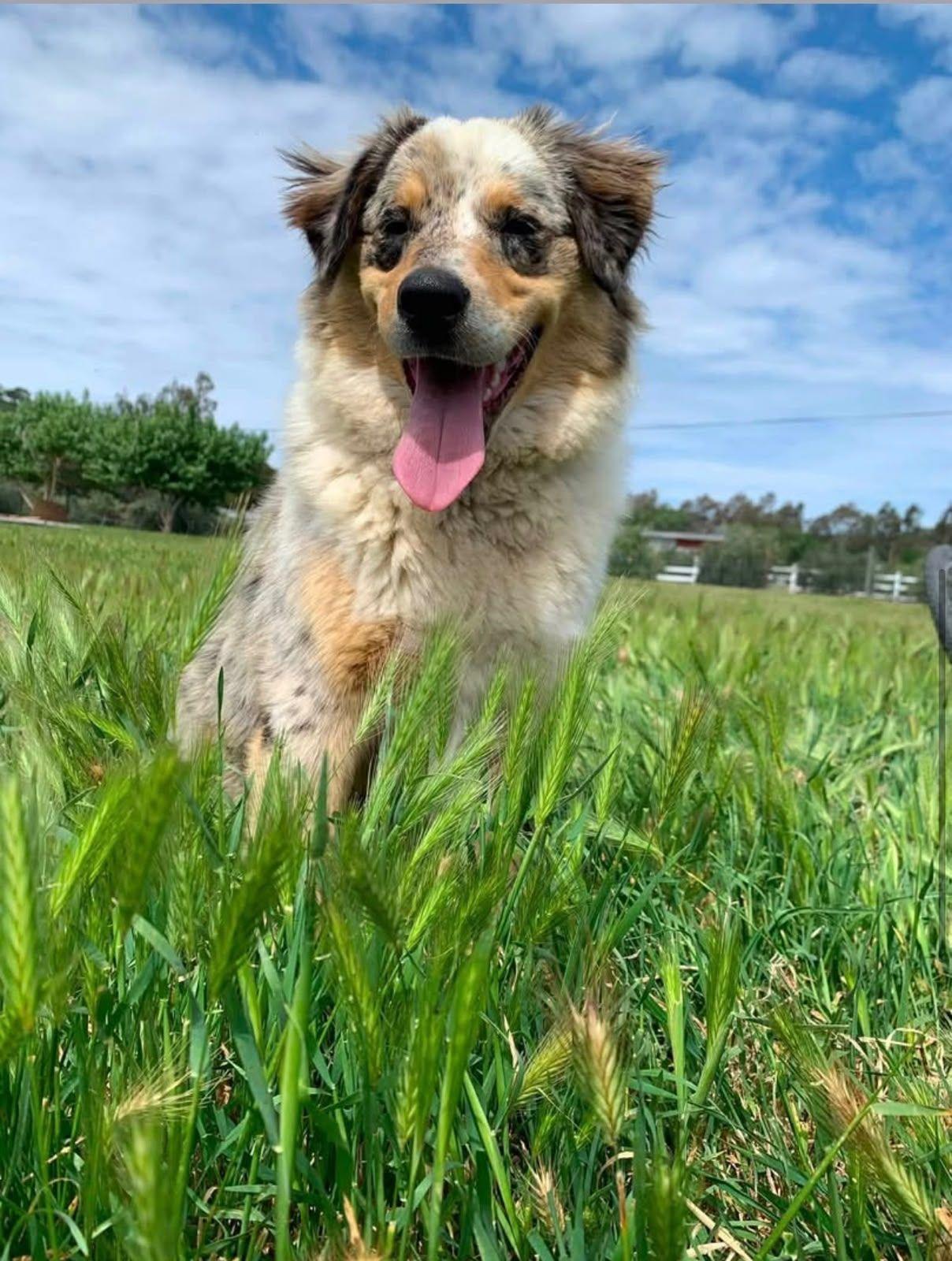 Stella, adopted, Adult Female Australian Shepherd.