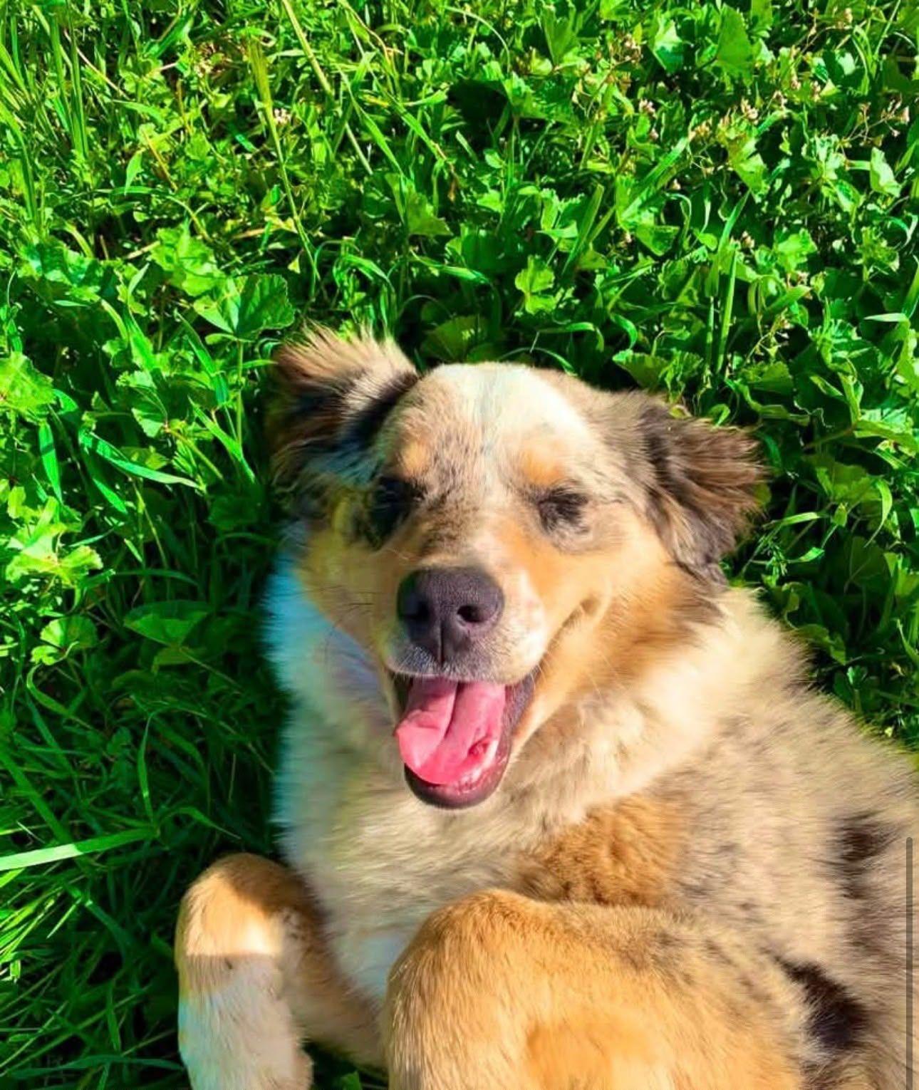 Enlarge Stella, an adopted Australian Shepherd in Coarsegold, CA image 2/3