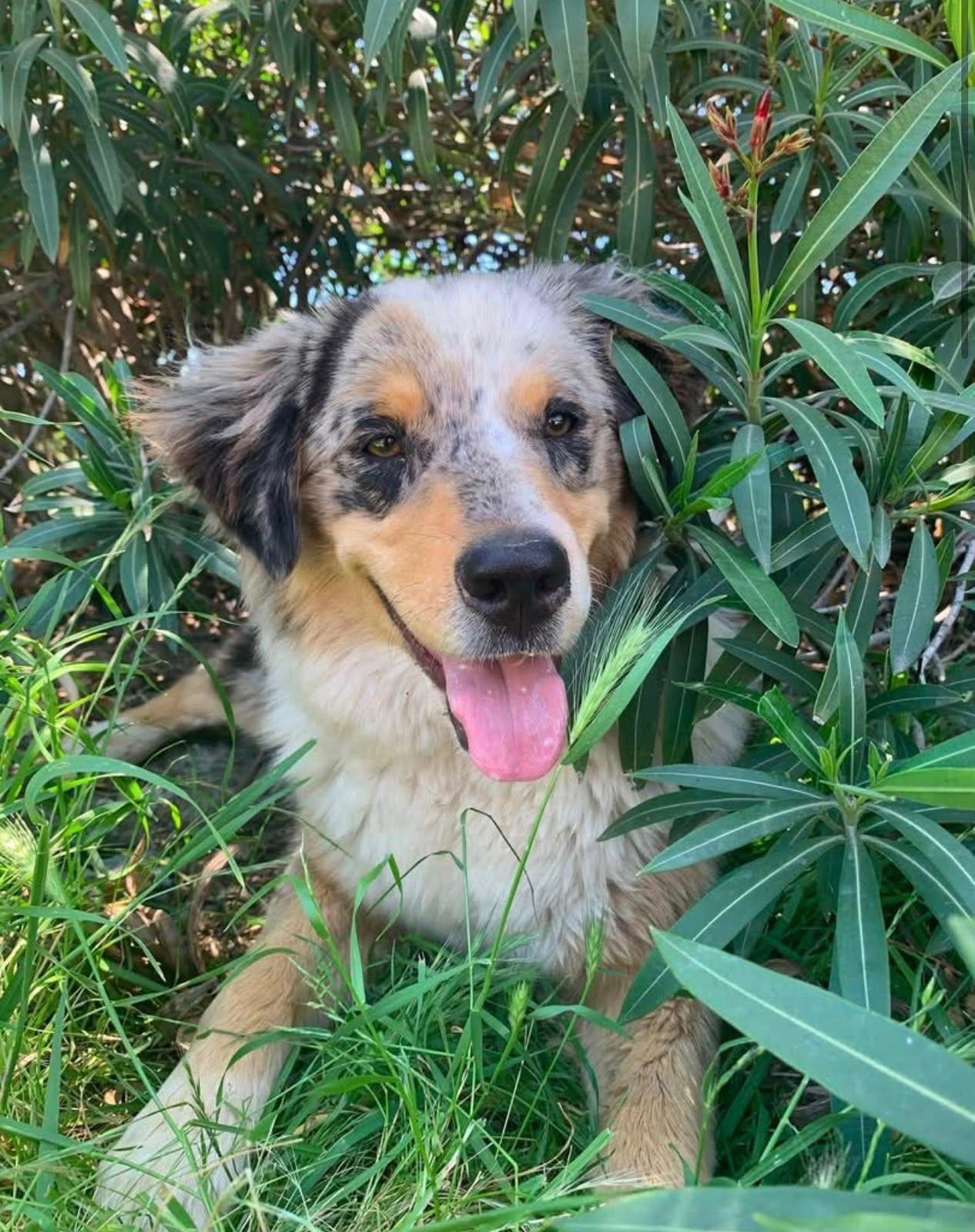 Enlarge Stella, an adopted Australian Shepherd in Coarsegold, CA image 3/3