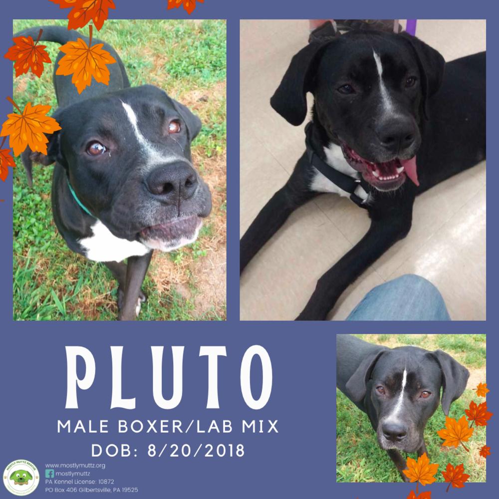 Pluto, a Adoptable mixed breed in Pottstown, PA image 1/6