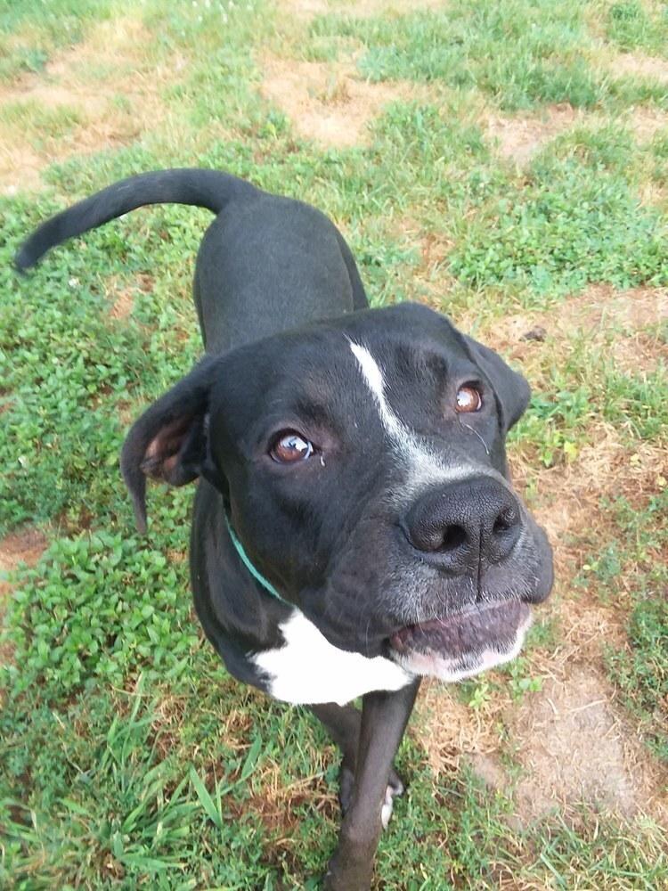 Pluto, a Adoptable mixed breed in Pottstown, PA image 2/6