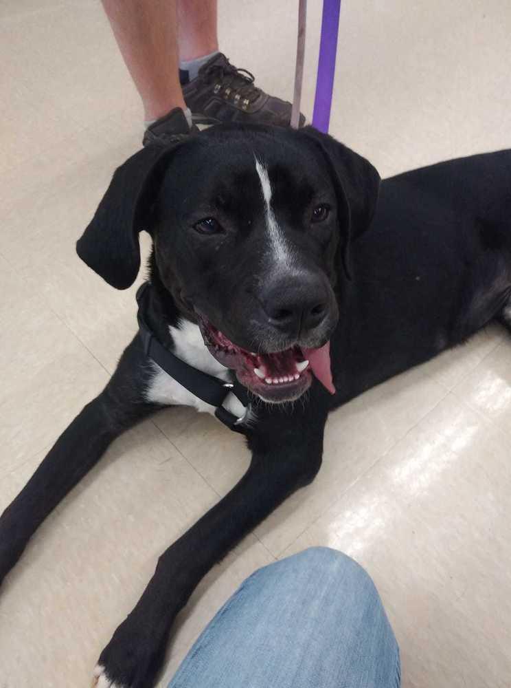 Pluto, a Adoptable mixed breed in Pottstown, PA image 5/6