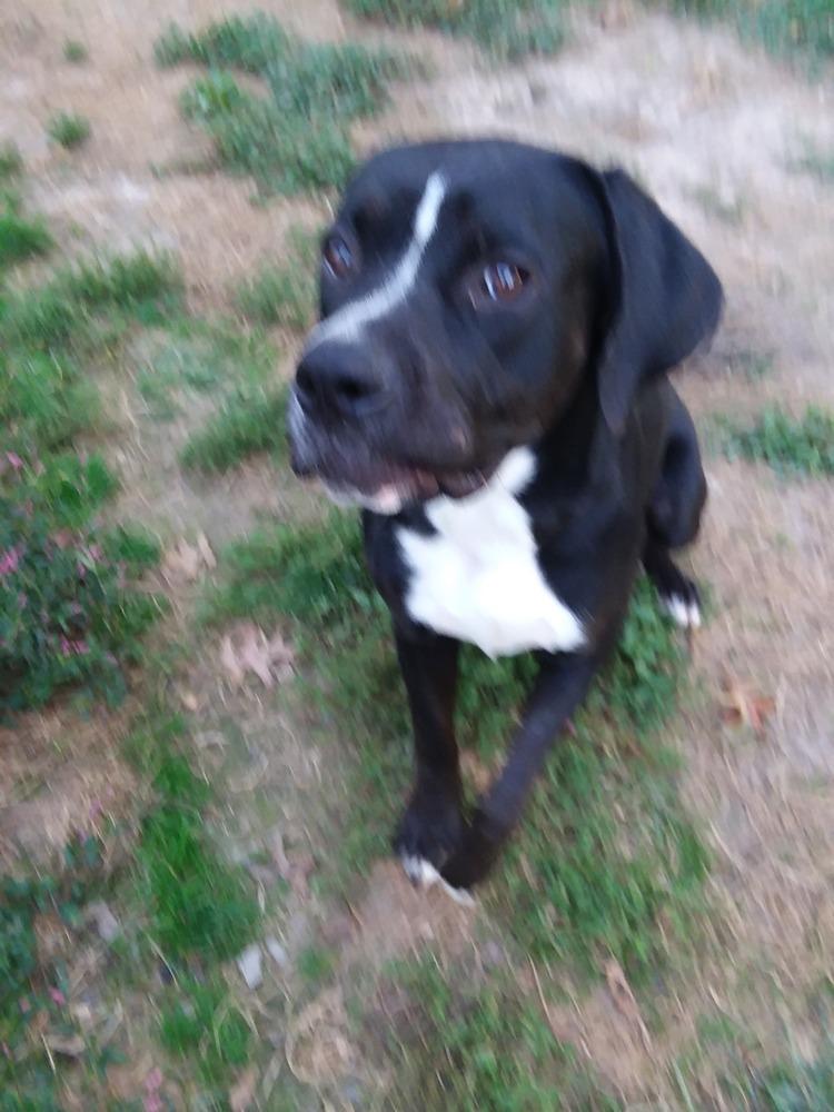 Pluto, a Adoptable mixed breed in Pottstown, PA image 6/6