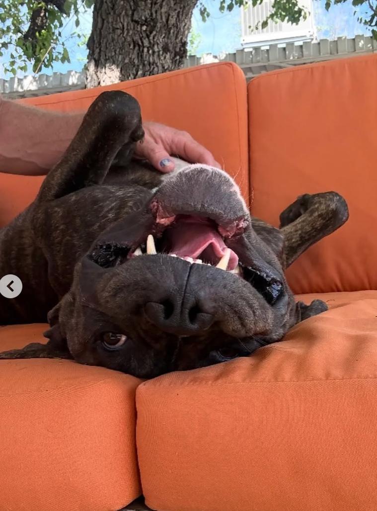 Charles, a ADOPTABLE mixed breed in Beverly Hills, CA image 3/6