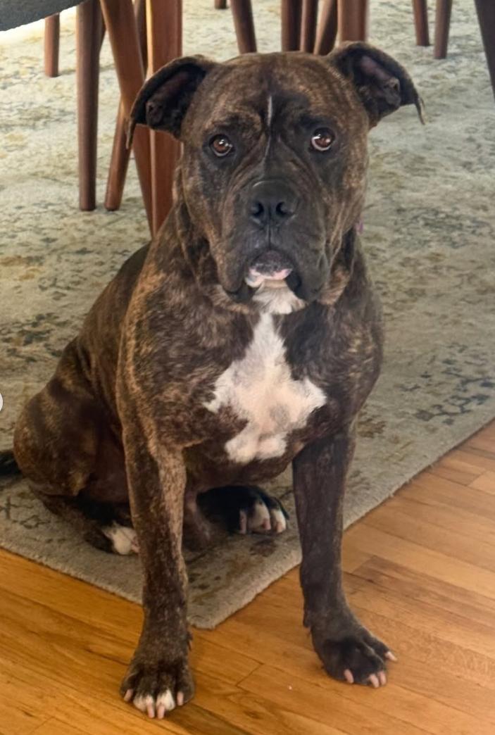 Charles, a ADOPTABLE mixed breed in Beverly Hills, CA image 2/6