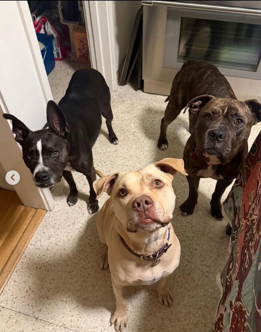 Charles, a ADOPTABLE mixed breed in Beverly Hills, CA image 5/6