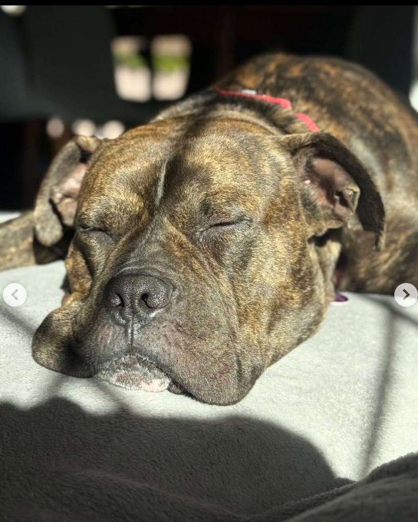 Charles, a ADOPTABLE mixed breed in Beverly Hills, CA image 4/6