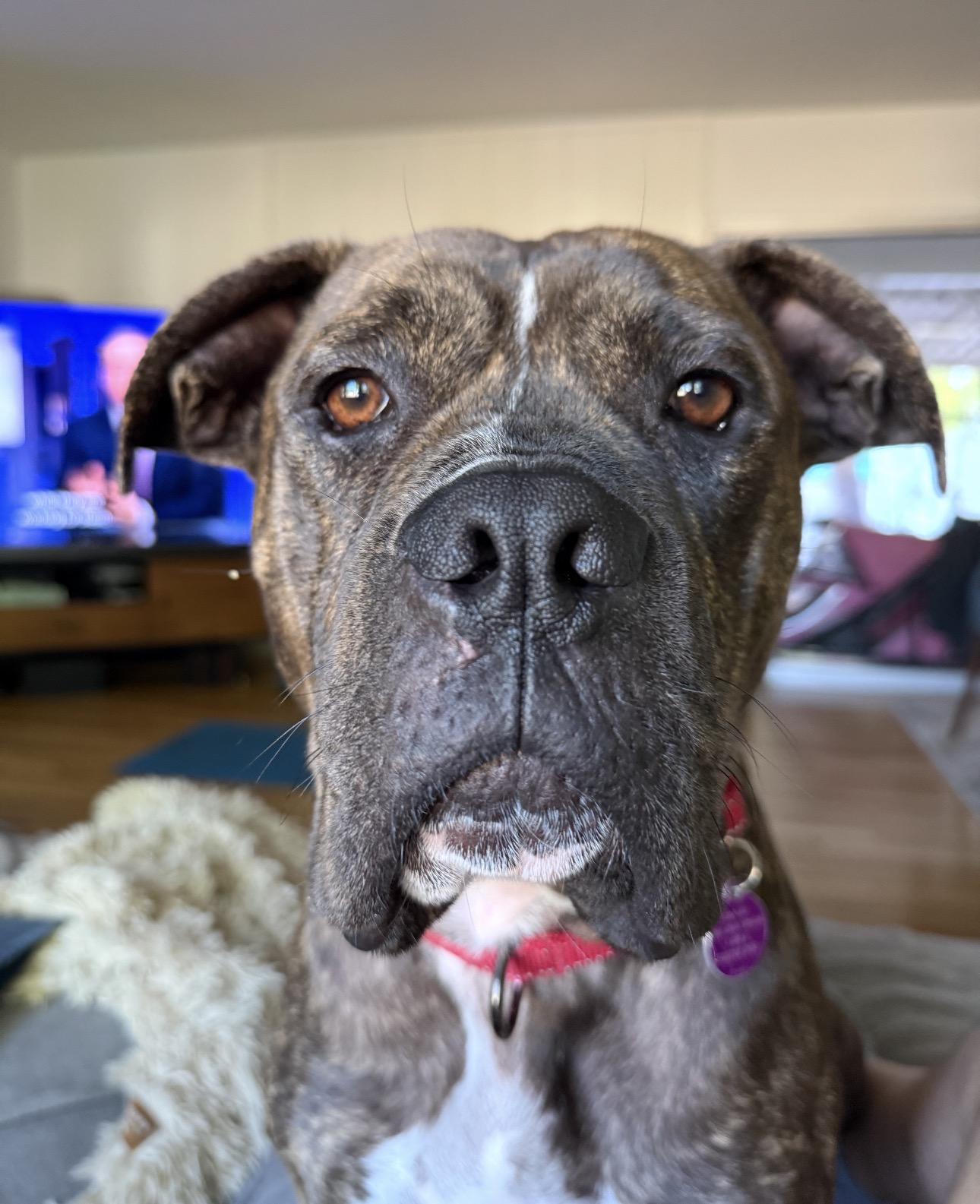 Charles, a ADOPTABLE mixed breed in Beverly Hills, CA image 1/6