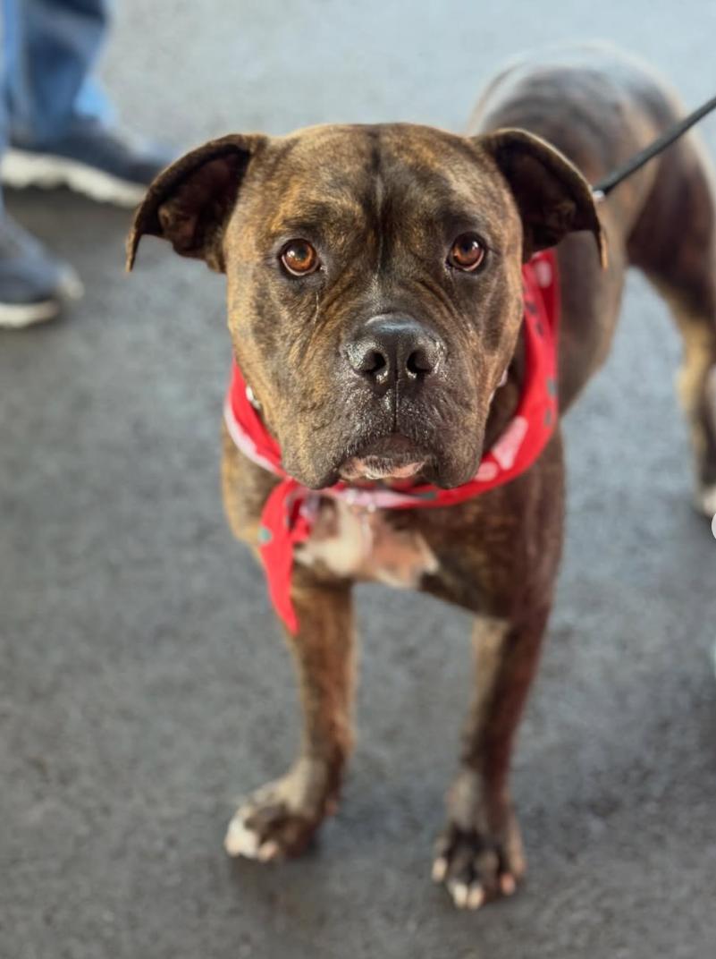 Charles, a ADOPTABLE mixed breed in Beverly Hills, CA image 1/6