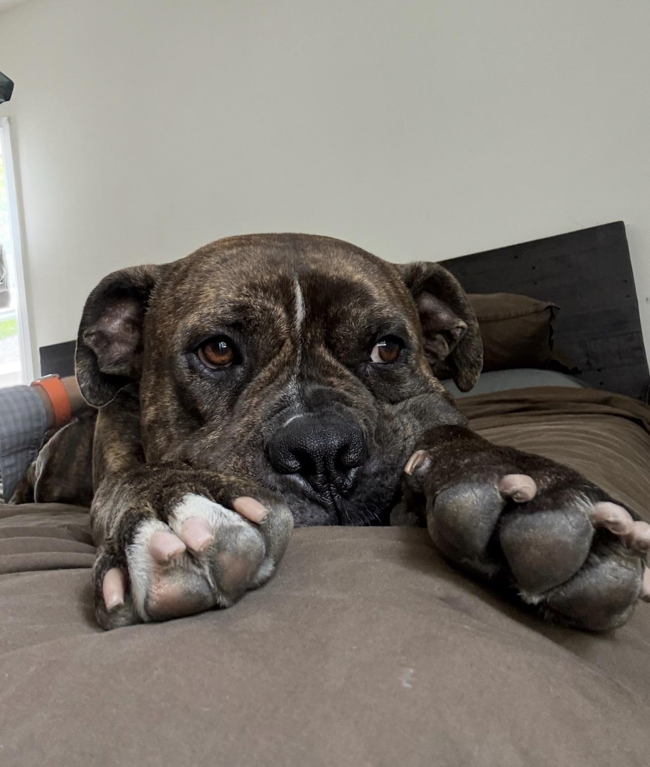 Charles, a ADOPTABLE mixed breed in Beverly Hills, CA image 6/6