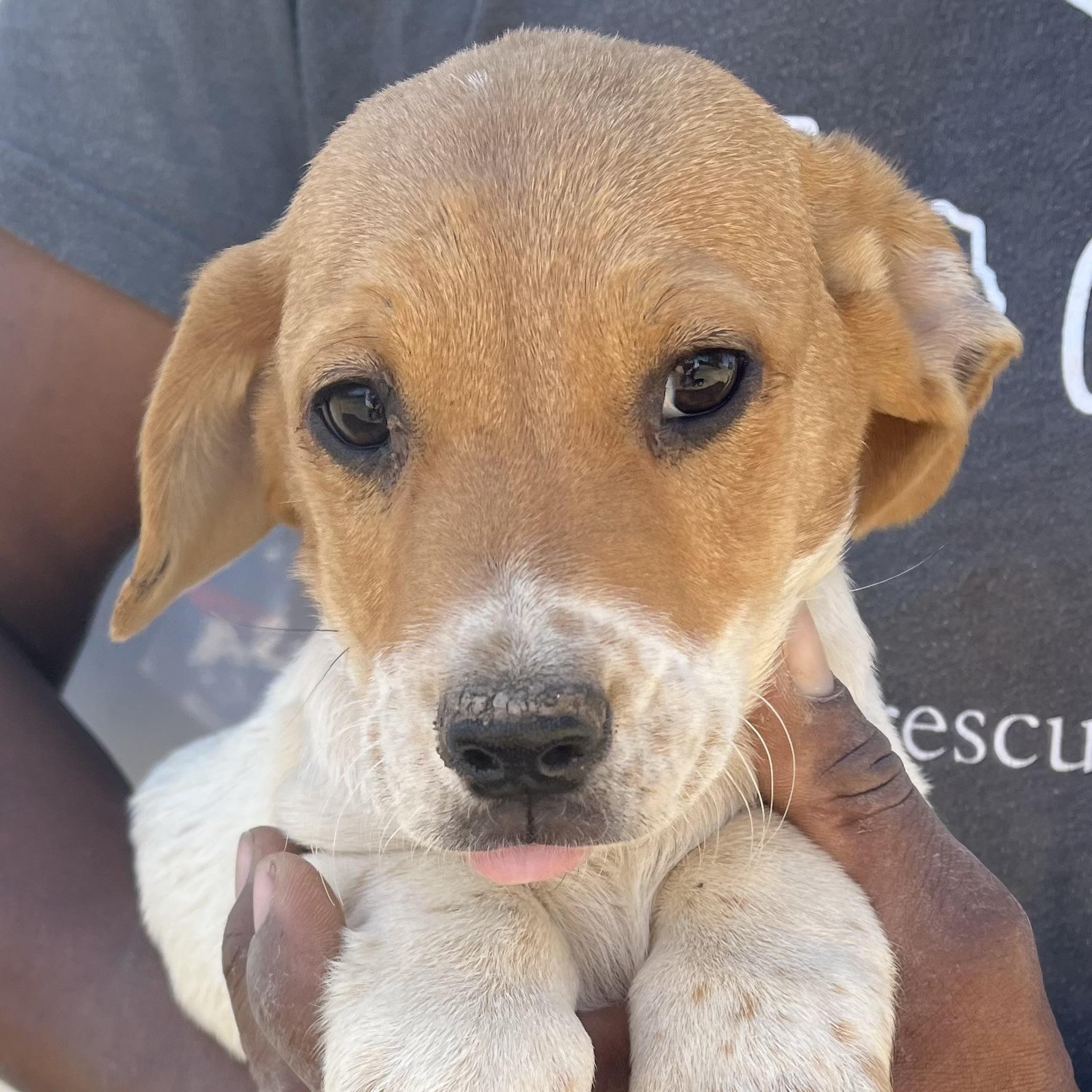 Enlarge Fawkes - Local March 13-15, an adopted mixed breed in Happy Valley , OR image 2/6