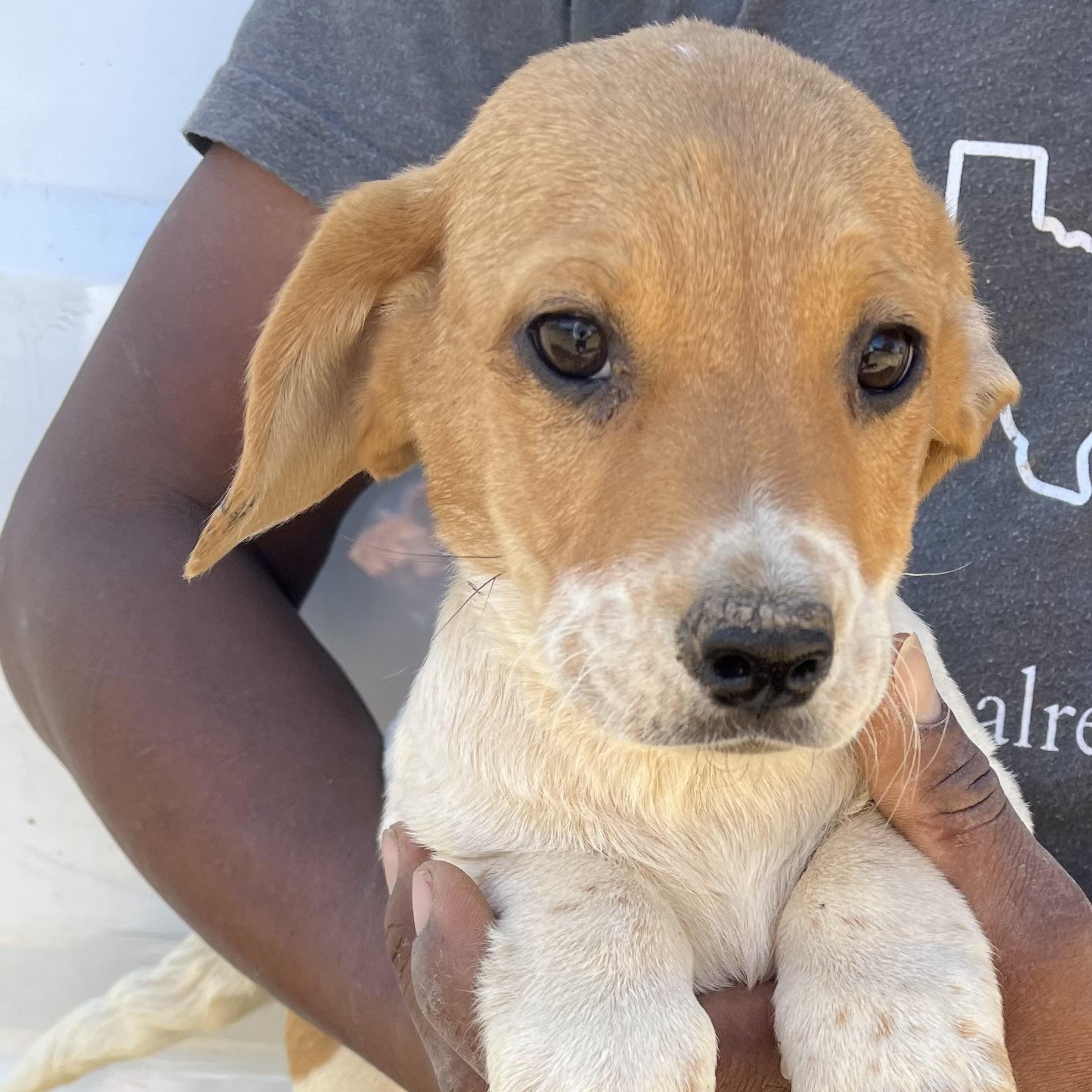 Fawkes - Local March 13-15, adopted, Puppy Male Basset Hound.
