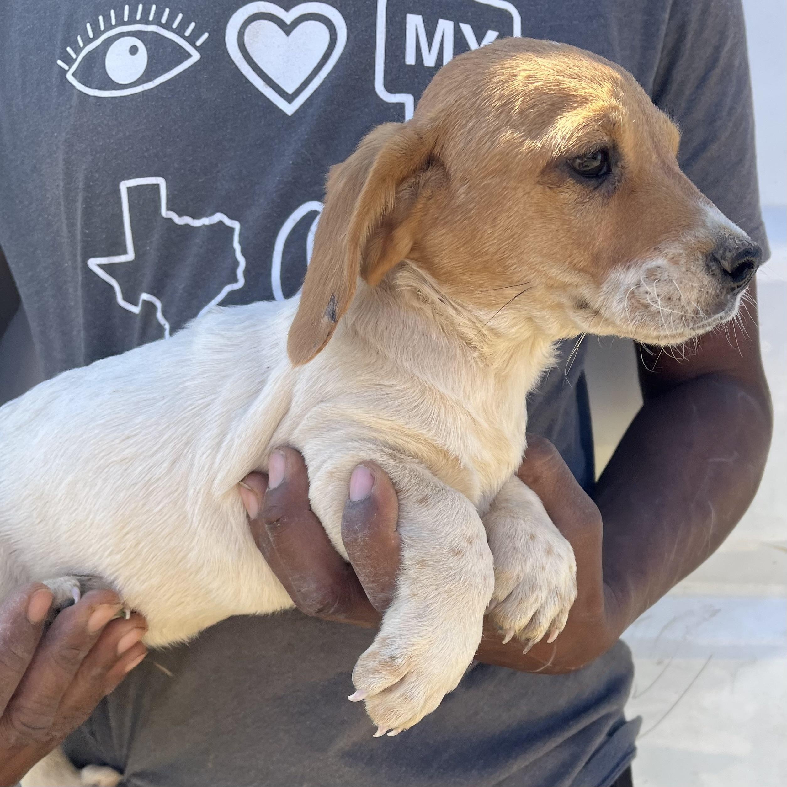Enlarge Fawkes - Local March 13-15, an adopted mixed breed in Happy Valley , OR image 3/6