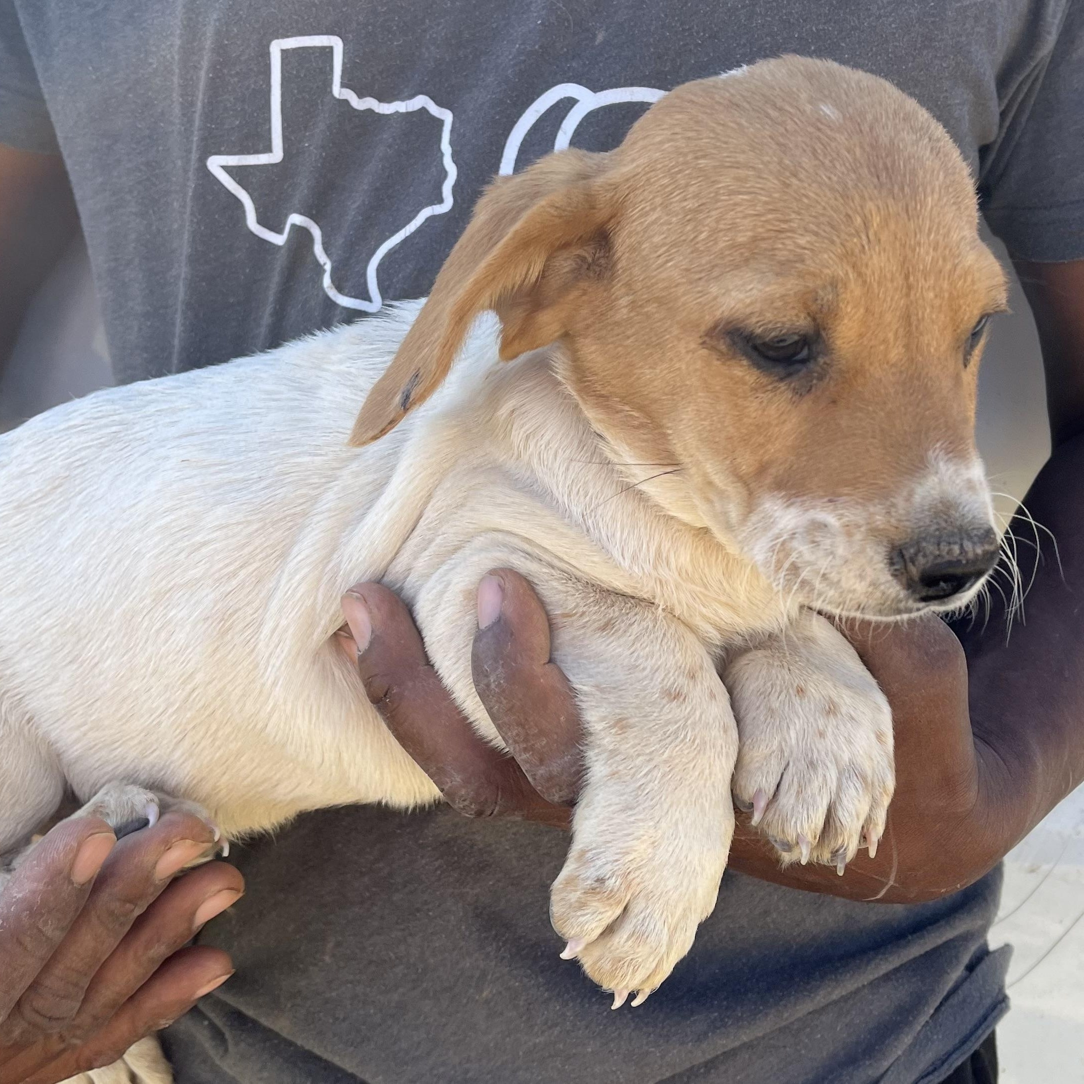 Enlarge Fawkes - Local March 13-15, an adopted mixed breed in Happy Valley , OR image 6/6