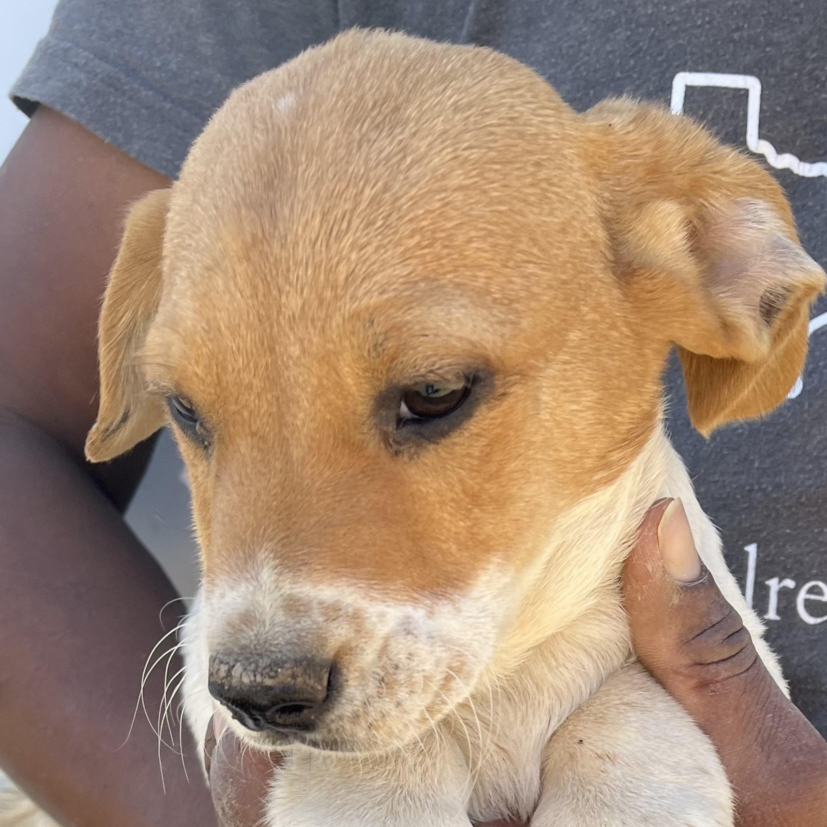 Enlarge Fawkes - Local March 13-15, an adopted mixed breed in Happy Valley , OR image 4/6