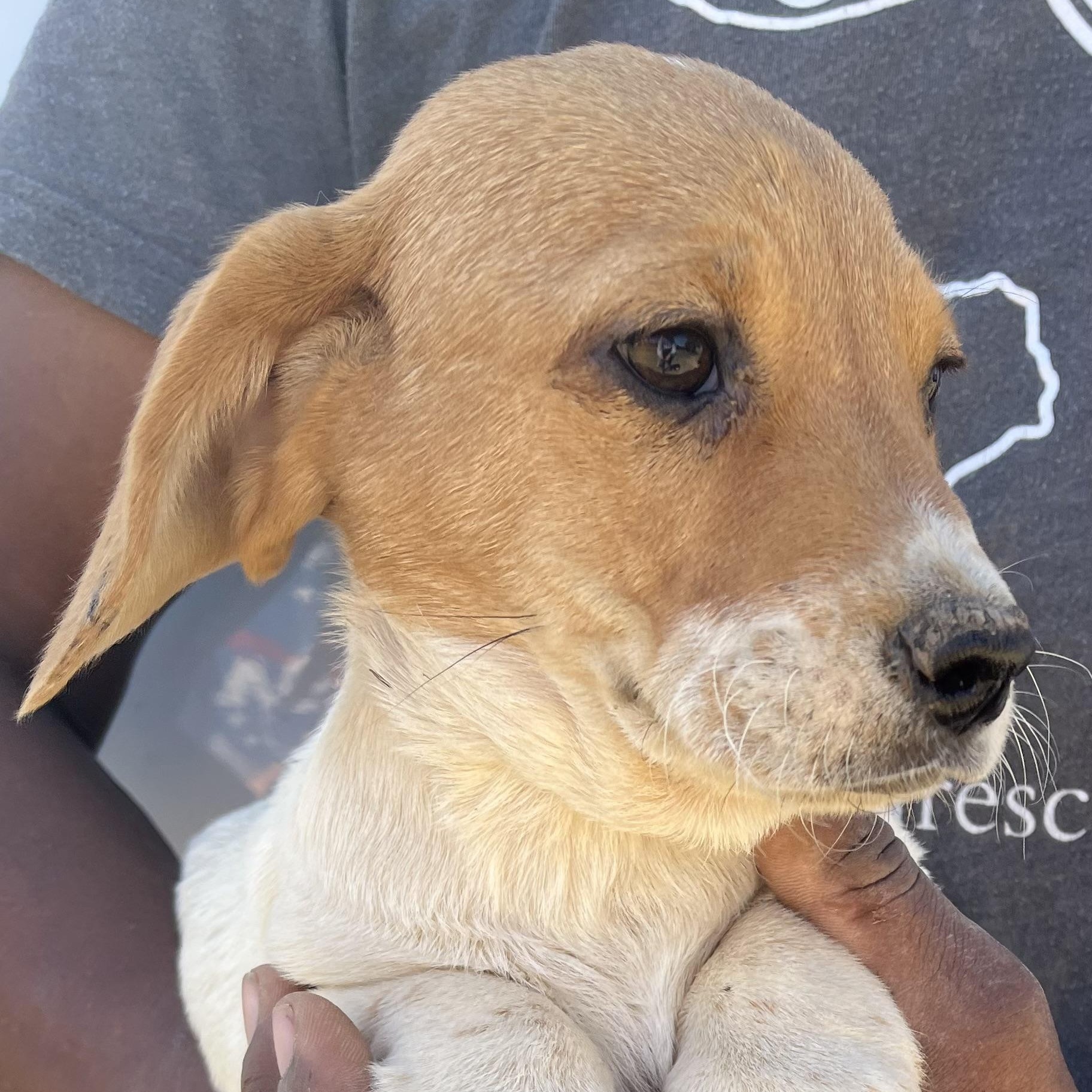 Enlarge Fawkes - Local March 13-15, an adopted mixed breed in Happy Valley , OR image 5/6