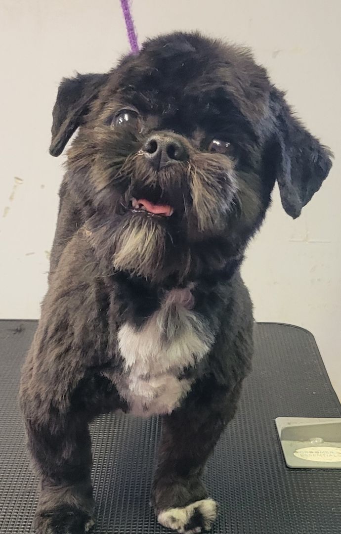 Willie, Adopted, Adult Male Shih Tzu.