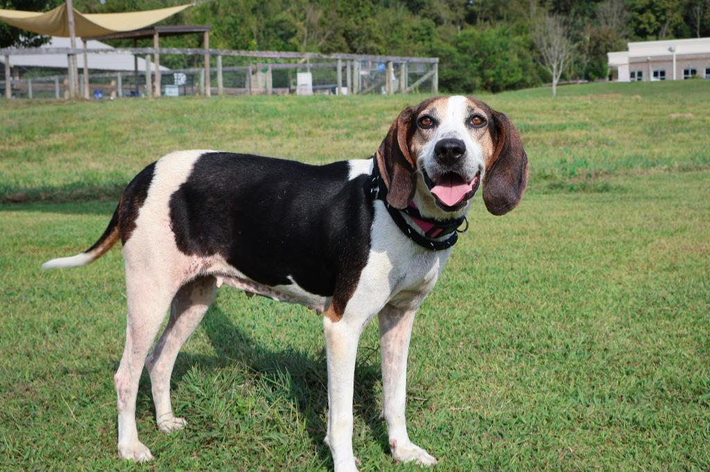 Lucy, Adoptable, Adult Female Mixed Breed.