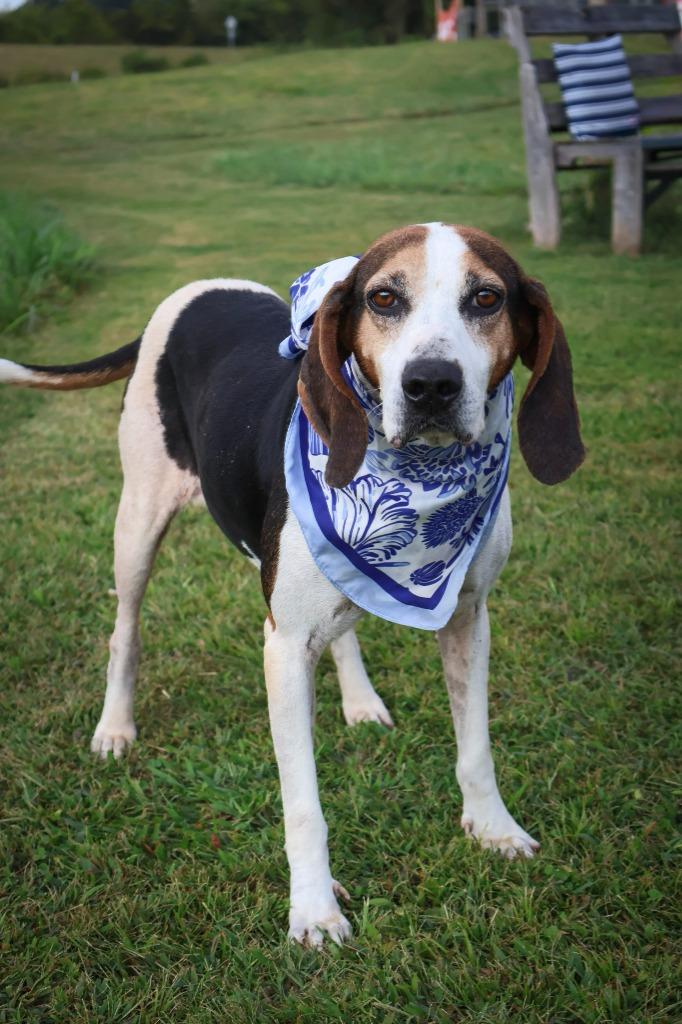 Enlarge Lucy, a Adoptable mixed breed in Columbia, TN image 2/5