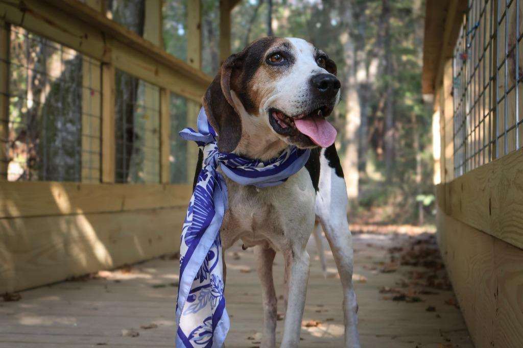 Lucy, Adoptable, Adult Female Mixed Breed.