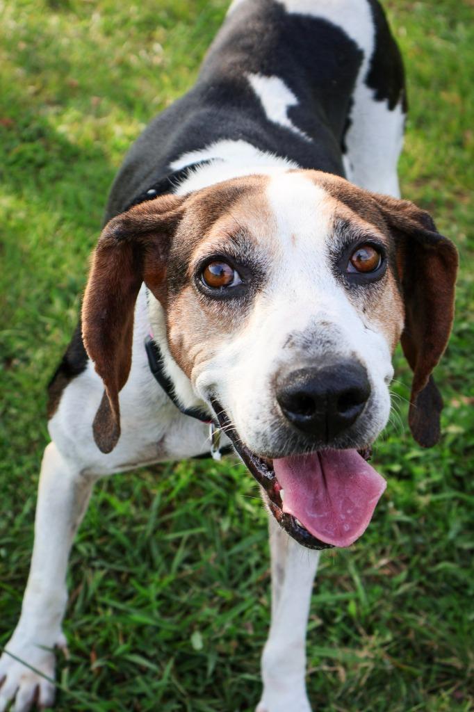 Enlarge Lucy, a Adoptable mixed breed in Columbia, TN image 4/5