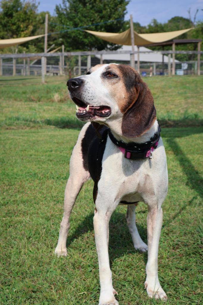 Enlarge Lucy, a Adoptable mixed breed in Columbia, TN image 5/5