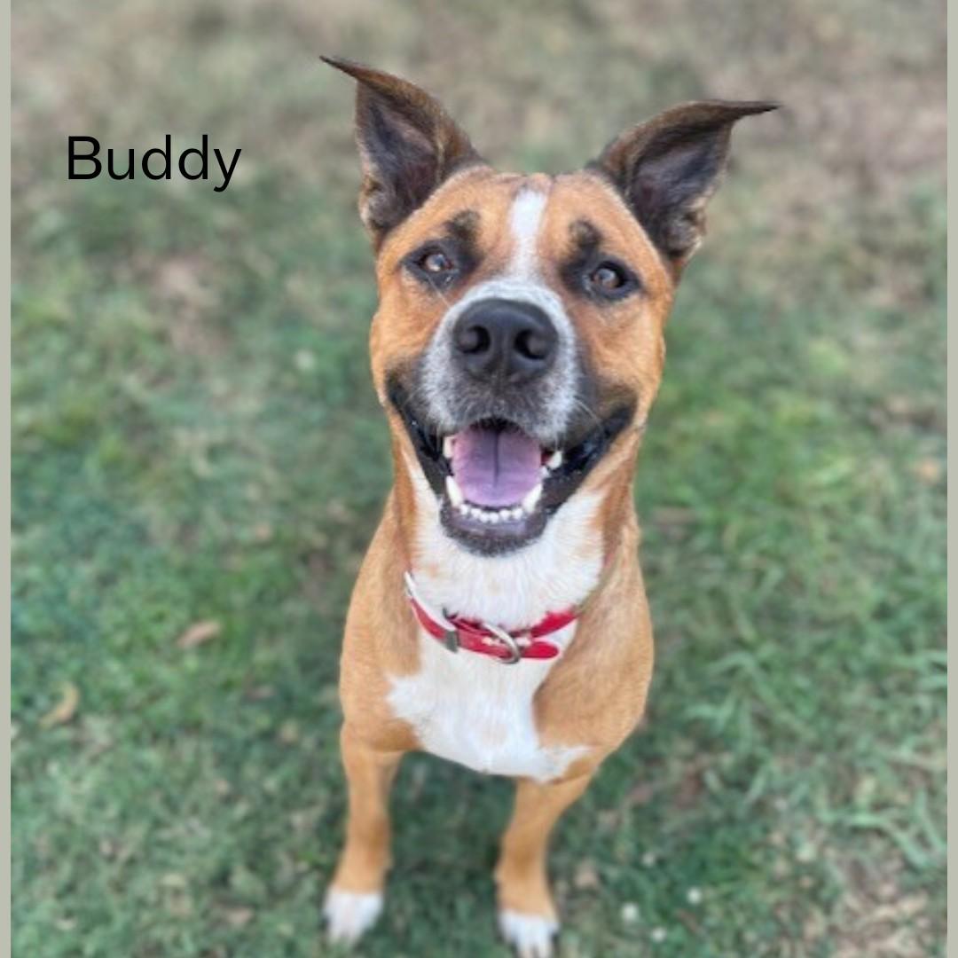 Buddy, Adoptable, Young Male Hound.