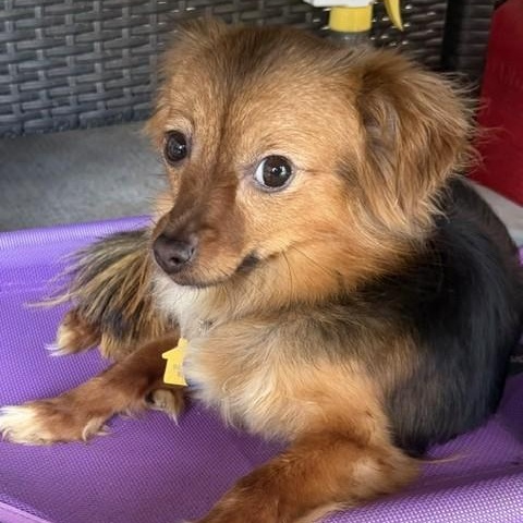 Enlarge Dolly, an adopted mixed breed in Cherry Hill, NJ image 2/3