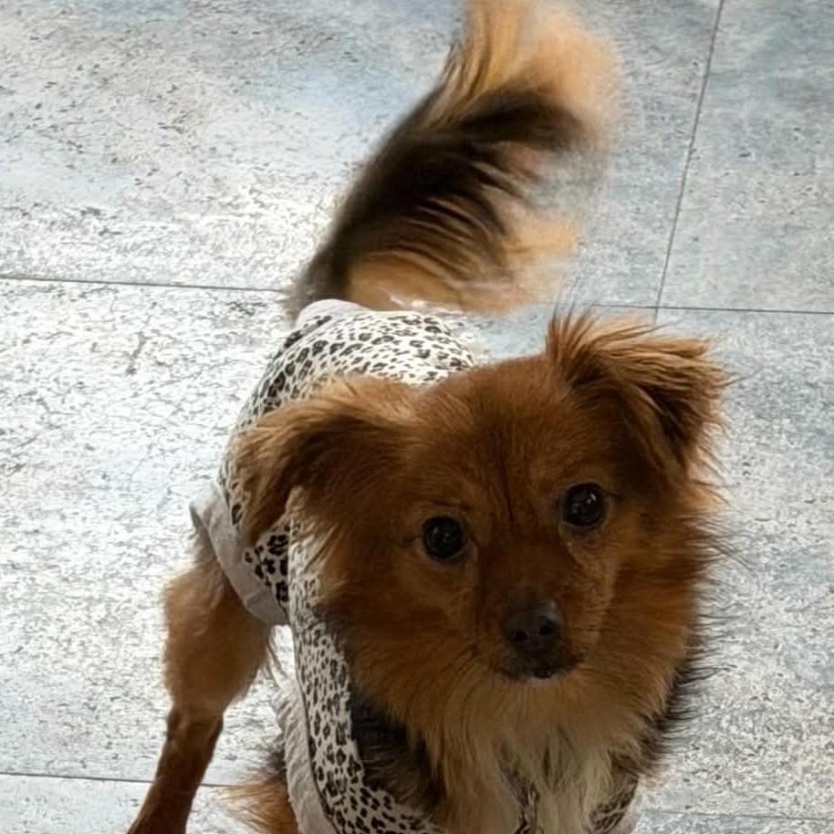 Dolly, adopted, Puppy Female Yorkshire Terrier & Chihuahua.